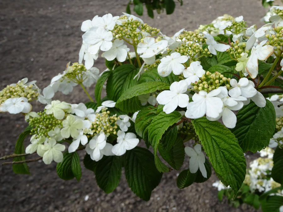 Biologische planten en struiken, potten en mandjes te koop. Graag contant betalen
